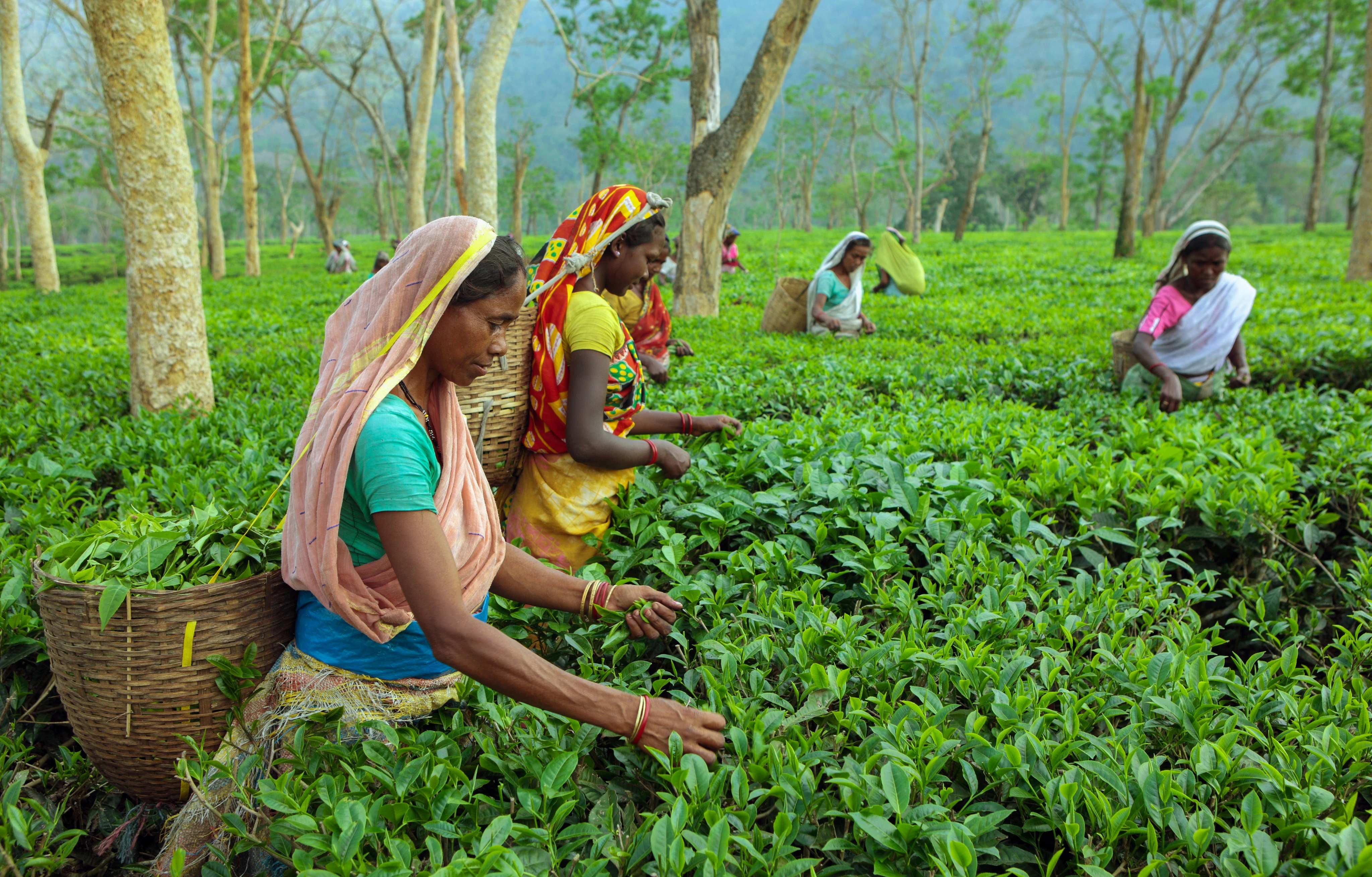 Tea Plantation