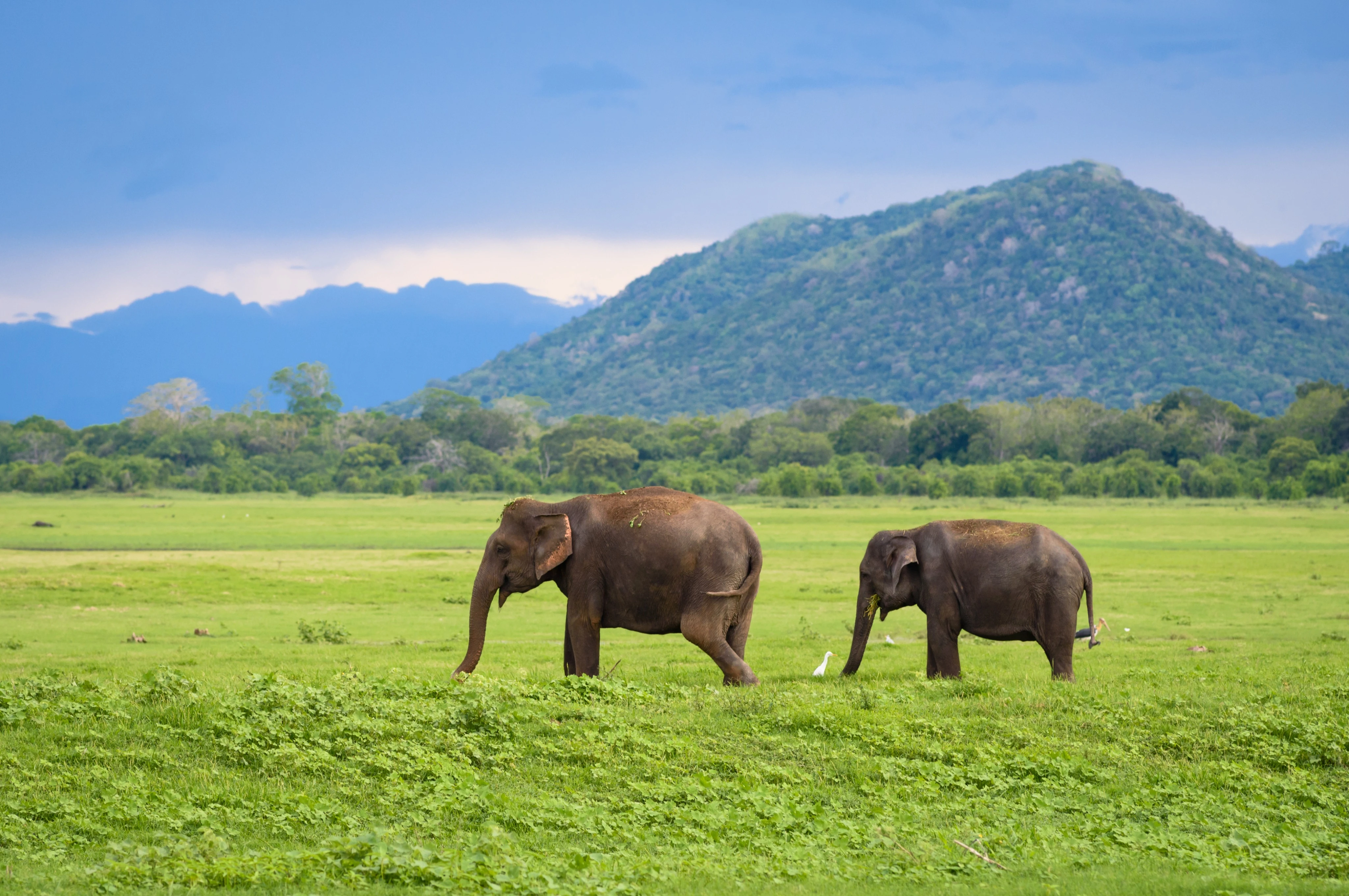 Wildlife Tour