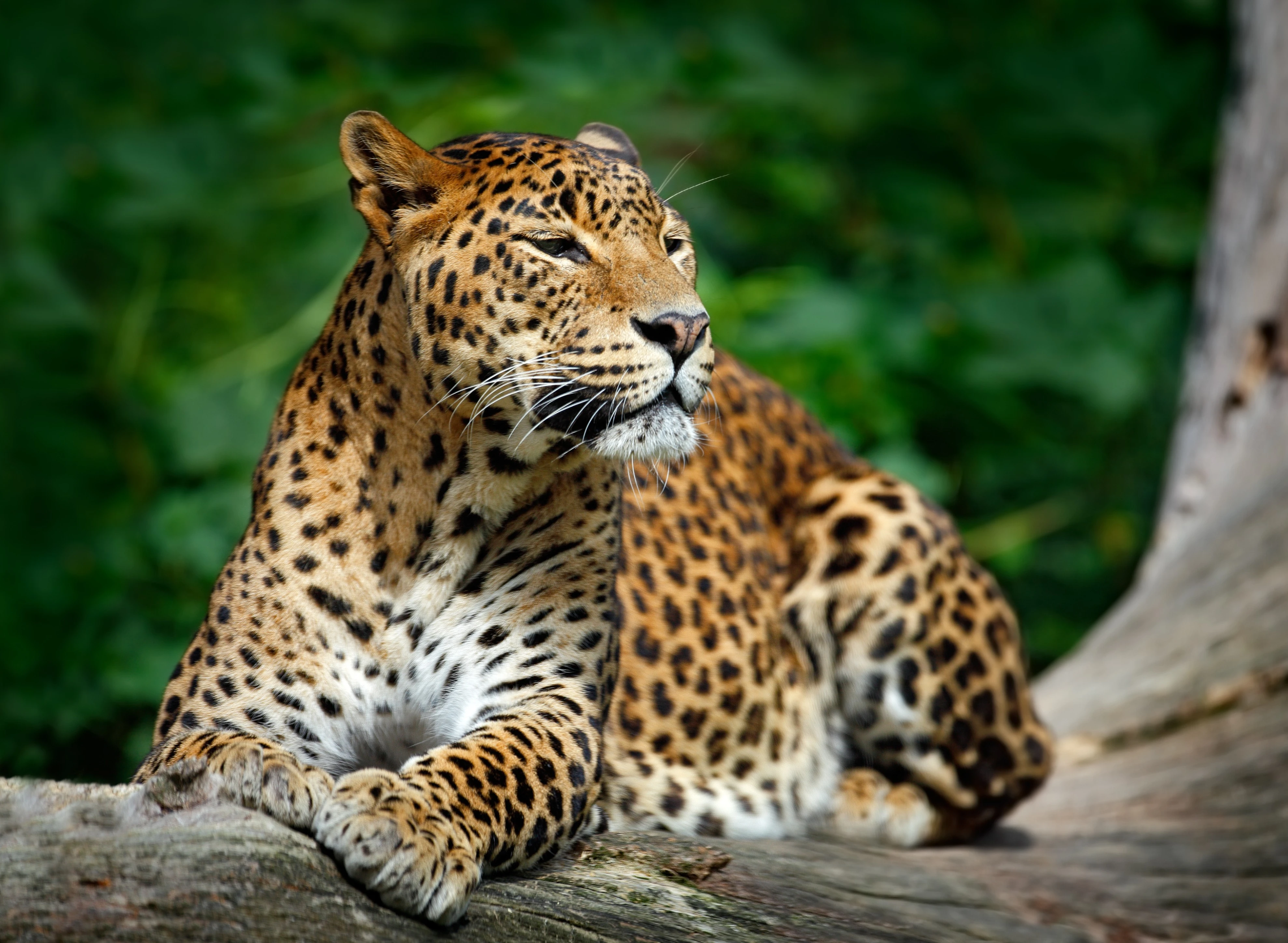 Wildlife Tour