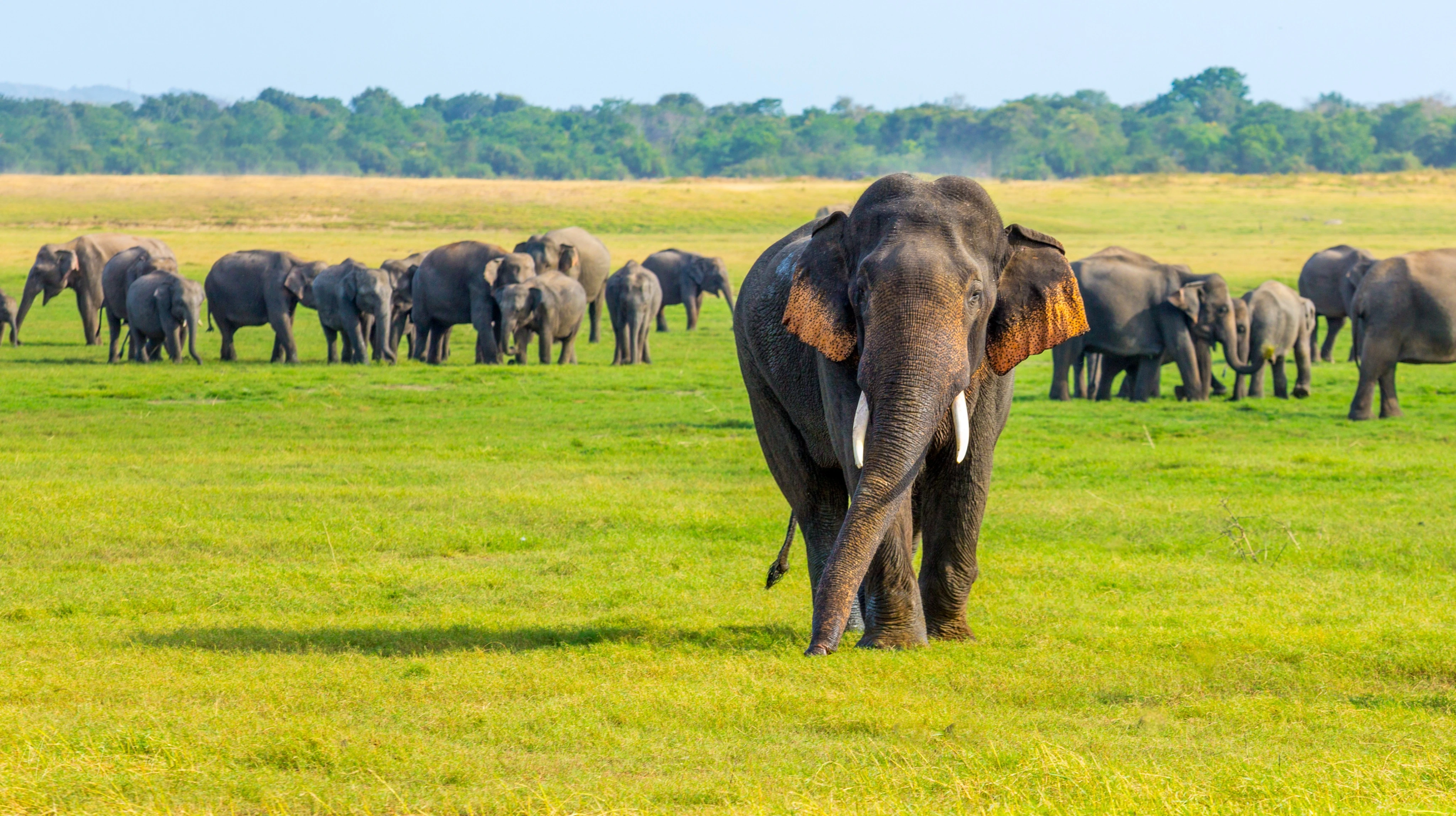 Wildlife Tour