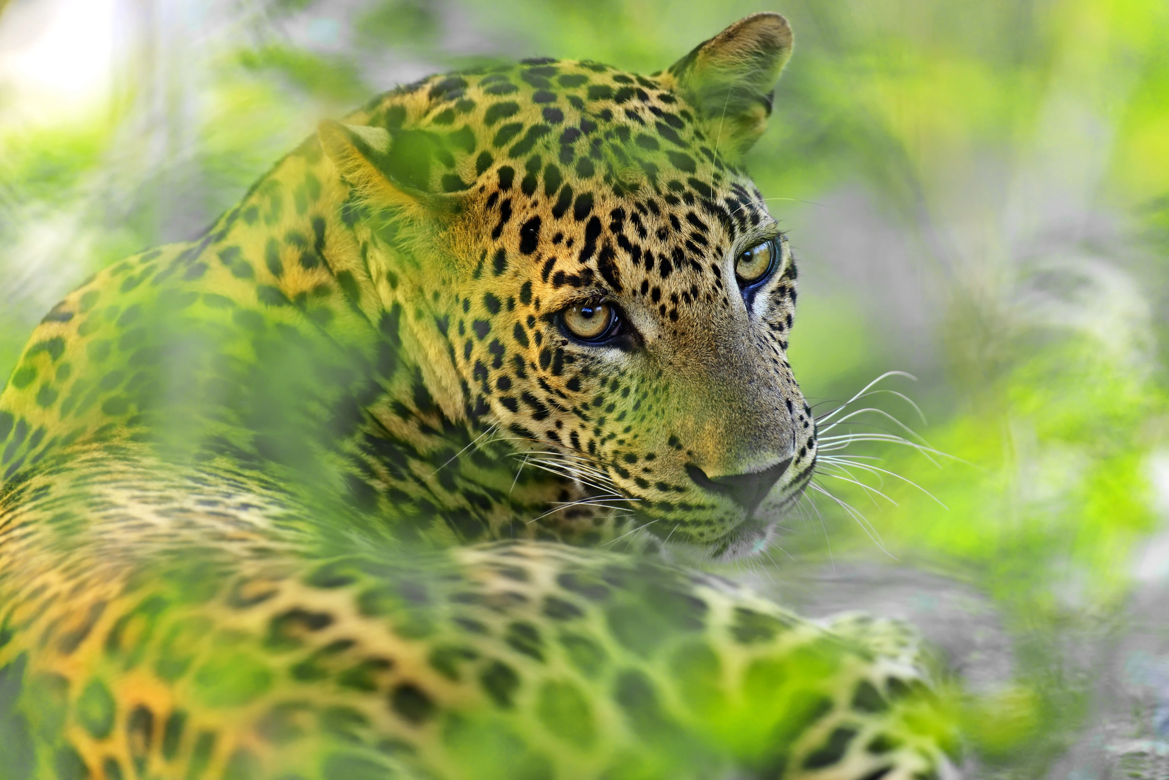 Wildlife Tour