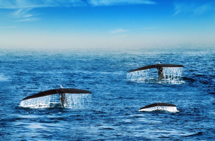 Whale Watching Tour Packages