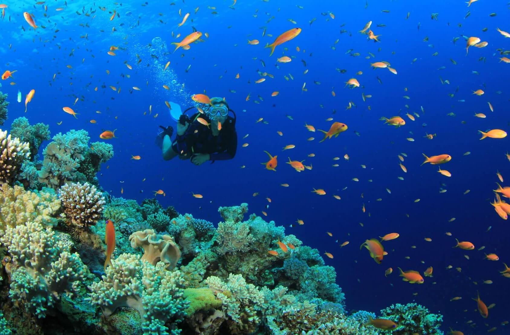 Snorkeling & Scuba Diving Packages