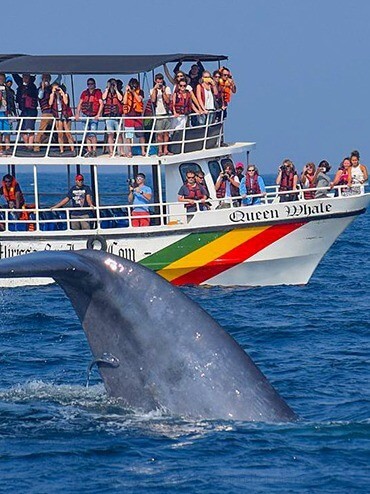 Whale Watching Tour Packages