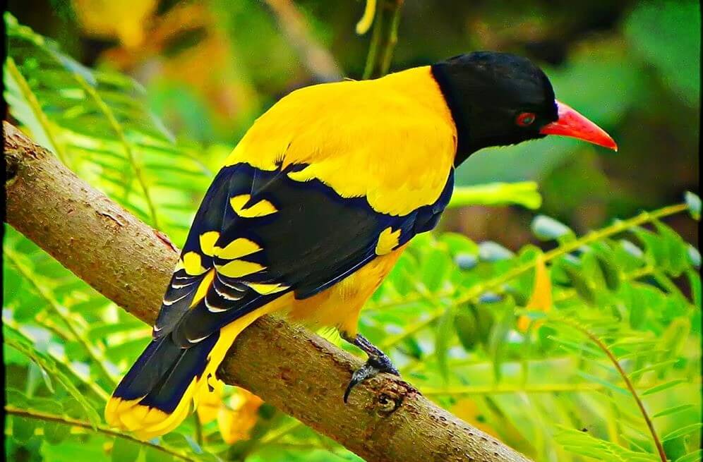 Sri Lanka Bird Watching Tours