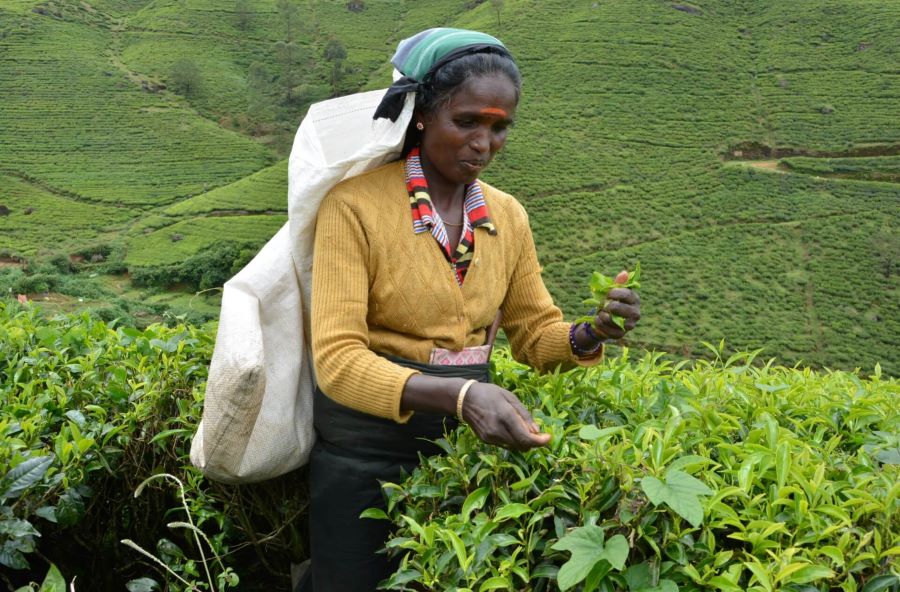 Sri Lanka Tea Plantation Tours