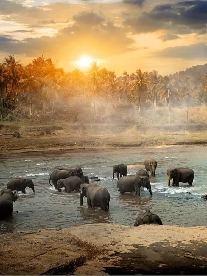 Elephant Orphanage Tours