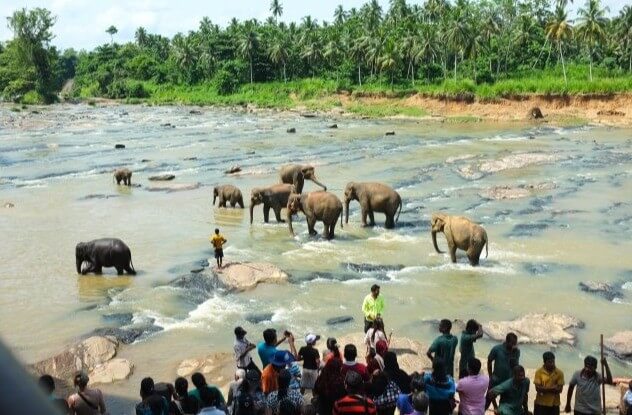 Sri Lanka Elephant Orphanage Tour Packages