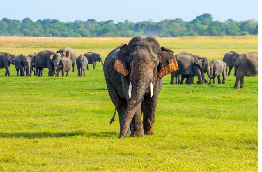 Sri Lanka Wildlife Tour Packages