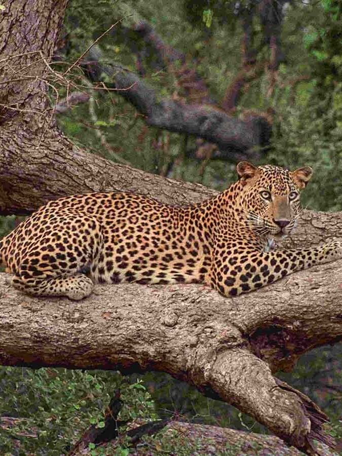 Sri Lanka Wildlife Tour Packages